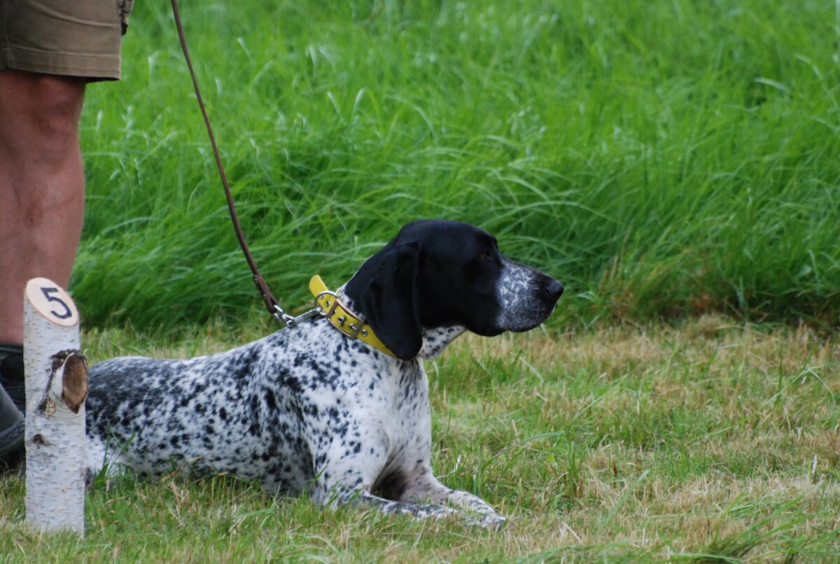Propozice ZV- zkoušky vloh ohařů a ostatních plemen 2.5.2026